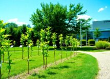 monroe townships public bidding tree installation services available 1763627403